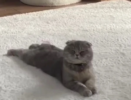 Scotısh foold dişi yavrumuz