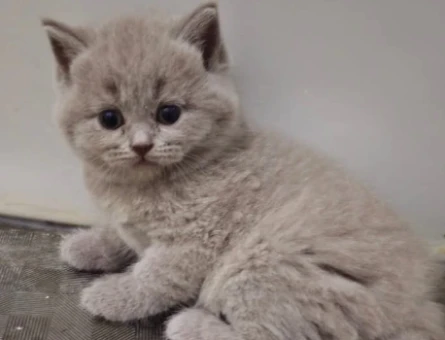 Nadir Bulunan Lilac British Shorthair Dişi Yavrumuz