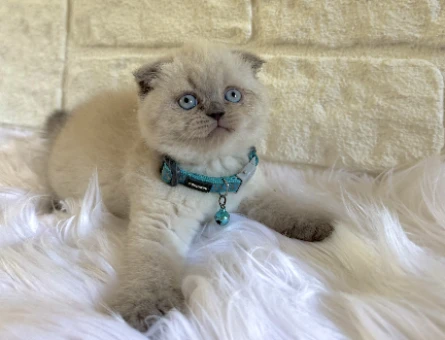 Scottish Fold Top Kafa 2 Aylık Erkek