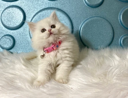 British Longhair Dişi 2 aylık Yuva arıyor.