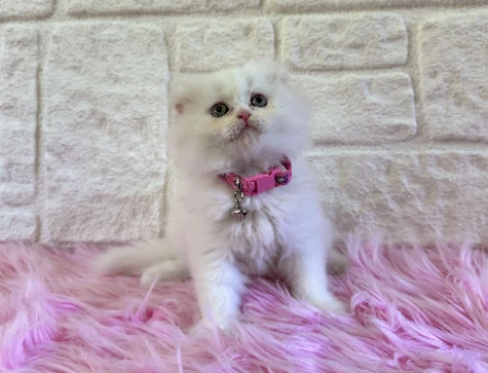 Scottish Fold Longhair Dişi 2 Aylık