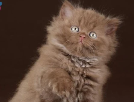 British longhair Çikolata Erkek 2 Aylık