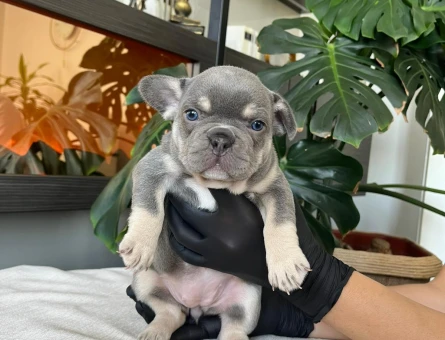 RENGARENK FRENCH BULLDOG YAVRULARIM EGZOTİK - 3690