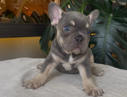 RENGARENK FRENCH BULLDOG YAVRULARIM EGZOTİK - 3690