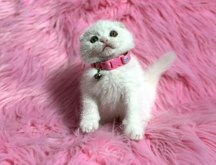 Scottish Fold Beyaz Dişi 2 Aylık