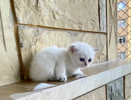 Bembeyaz maviş gözlü tatlı akıllı minnak