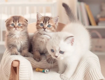 British ve Scottish Shorthair yavrular