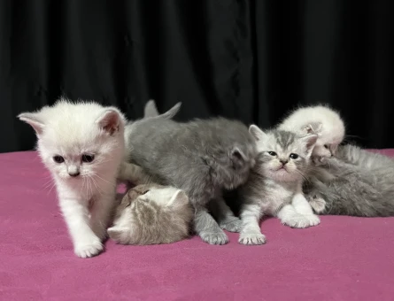 Tontiş ve Şapşik Scottish Fold ve Straight Yavrularım