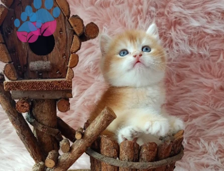 British Shorthair Golden Ny11 Erkek Sevimli Yavrularımız