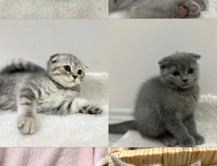 Ev Scottish Fold’undan 5 yavru Yuva Arıyor