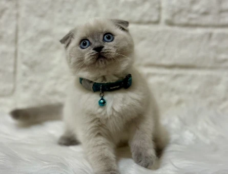 Scottish Fold Topaç Kafa Oyuncu Erkek Yavrumuz