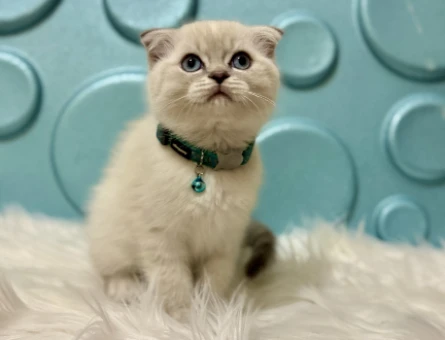 Ayıcık Surat Sempatik Yakışıklı Scottish Fold Erkek