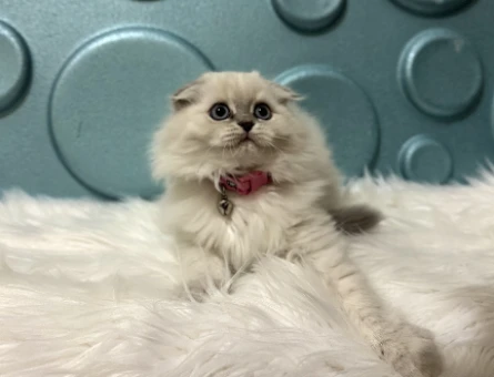Scottish Fold Longhair Kibar Kızımız Yuva Arıyor