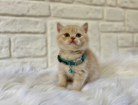 Babyface Yakışıklı: 2 Aylık British Shorthair Cream Erkek Yavrumuz