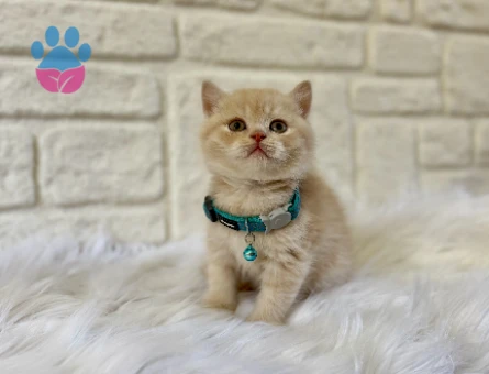 Babyface Yakışıklı: 2 Aylık British Shorthair Cream Erkek Yavrumuz