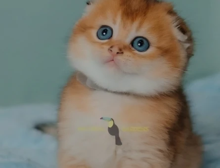 Scotish fold golden ve silver saf kan