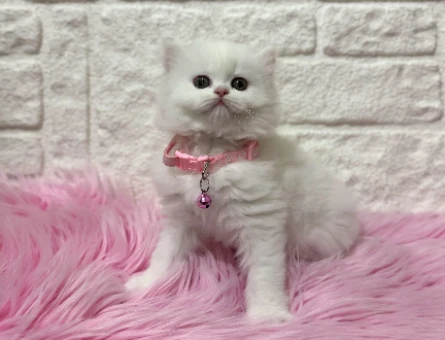 Beyazın En Saf Hali: İpek Tüylü Güzeller Güzeli