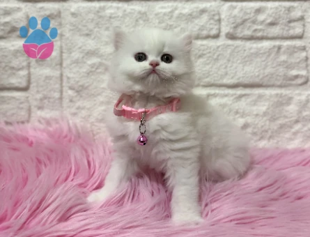 Beyazın En Saf Hali: İpek Tüylü Güzeller Güzeli