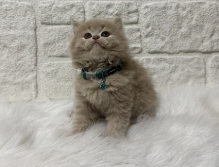 Fındık Kreması Tadında British Longhair Erkek Topaç Kafa