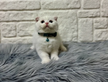 Sevgi Yumağı Scottish Fold Beyaz Erkek 2 Aylık