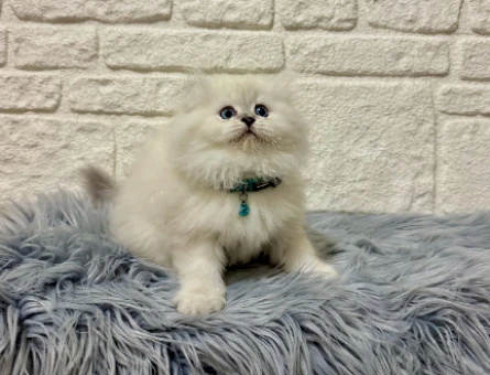 Pişmaniye Tadında Pofuduk Tüylü British Longhair Erkek