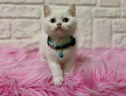 Mavi Gözlü British Shorthair Erkek 2 Aylık Yavrumuz