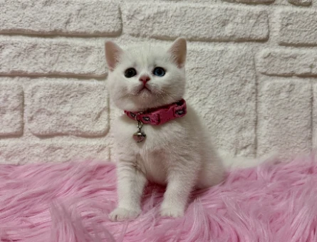 Nadir Bulunan British Shorthair Oldd Eyes 2 Aylık Dişi