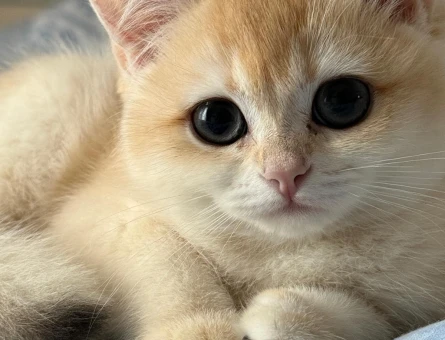 BABASI ŞECERELİ NY12 KIZIMIZA YUVA ARIYORUZ