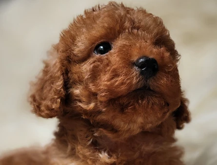 Veteriner teknikerinden toy poodle