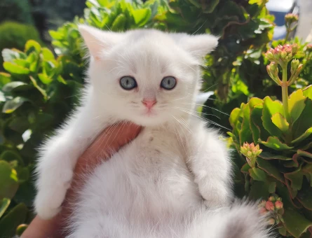 SAFKAN BRİTİSH SHORTHAİR,LONGHAİR GOLDEN BEBEKLER