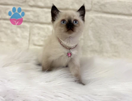 British Shorthair Çikolatalı Browni Dişi 2 Aylık