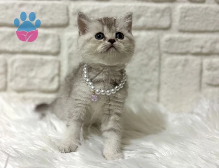 British Shorthair Silver Dişi Yavrumuz