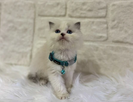 British Longhair Bicolor Erkek 2 Aylık