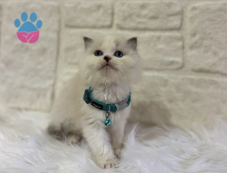British Longhair Bicolor Erkek 2 Aylık
