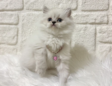 British Longhair Asil Güzellik  2Aylık