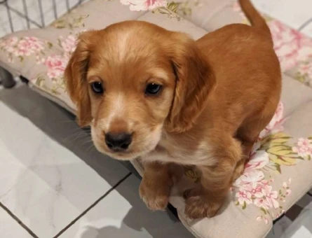 American Cocker Orijinal Dişi Sağlıklı Teslime Hazır