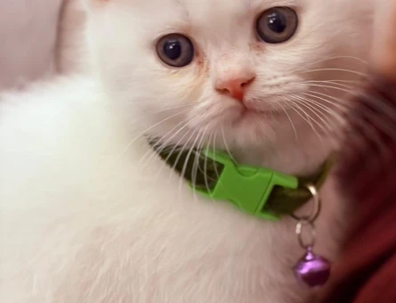 🐾3 Tane  2 Yaşında British Shorthair Kedilerime Ömürlük Yuva Aranıyor