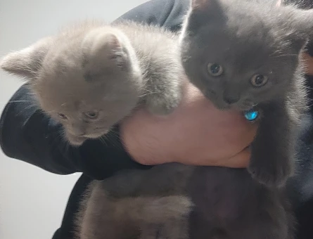 2'li biritsh shorthair