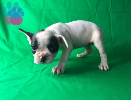 Maskeli Safkan French Bulldog Yavrumuz