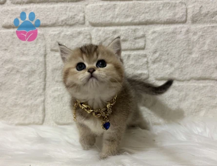 British Shorthair Golden Dişi Yavrumuz