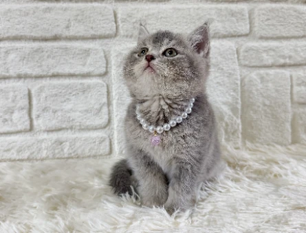 British Shorthair Tabby Dişi Eğitimli, Aşılı Yavrumuz