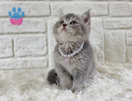 British Shorthair Tabby Dişi Eğitimli, Aşılı Yavrumuz