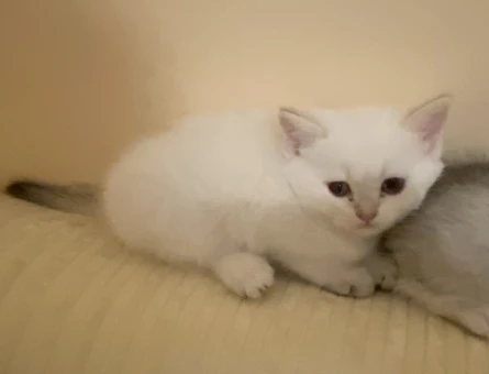 Bembeyaz mavi gözlü güzel kız bebek  watsaptan videolarını atarım