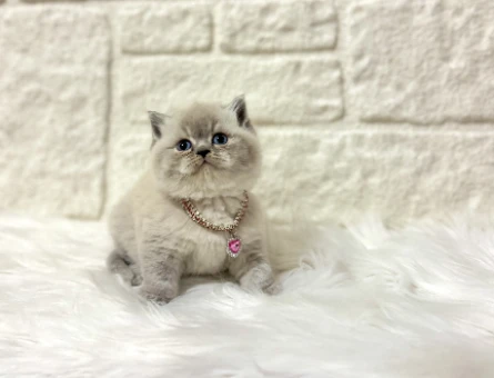 British Shorthair Lynx Point Ayıcık Surat 2 aylık