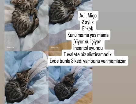2 aylık Erkek kedi