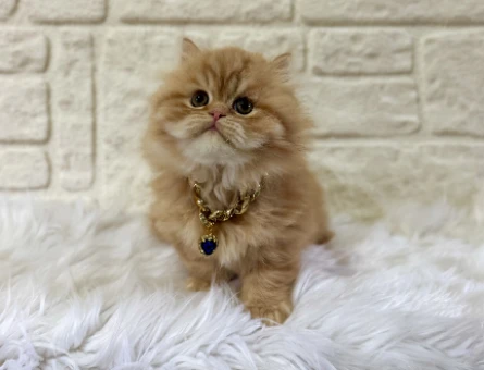 British Longhair Pofuduk Garfield Yuva Arıyor