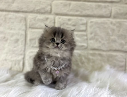 British Longhaie Matmazel Yuva Arıyor