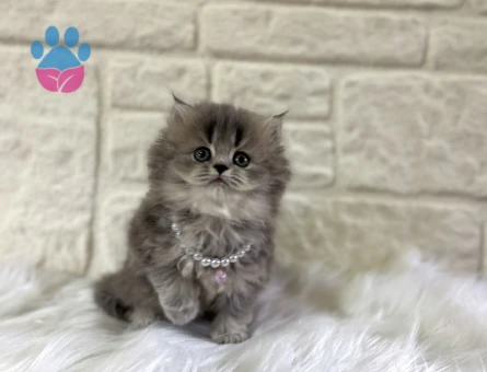 British Longhaie Matmazel Yuva Arıyor