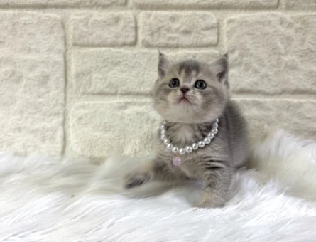 British Shorthair Tabby Dişi 2 Aylık