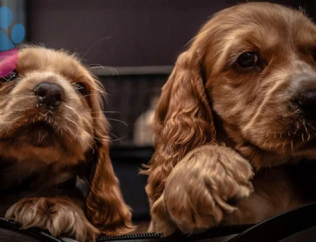 Orijinal Safkan American Cocker Sağlıklı Yavrular